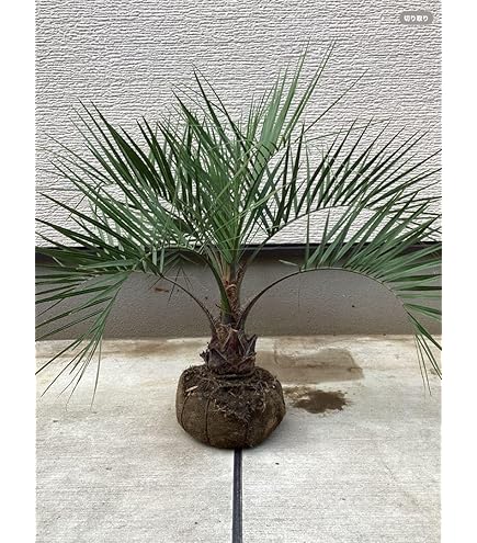 Amazon｜ココスヤシ 根鉢上から130センチ｜観葉植物 オンライン通販